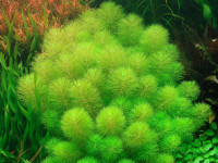 Снимка на Limnophila aquatica, (Roxburgh, Alston, 1929)